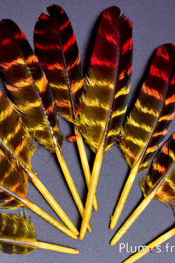Dindon - 10-15 cm - tigré - jaune-rouge